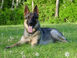 Jeska Sphinx